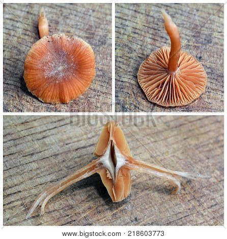 a rare tubaria hiemalis mushroom on wood