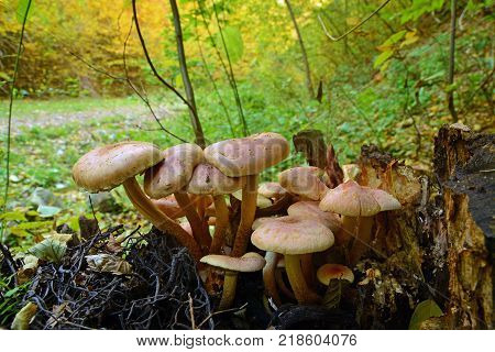 hypholoma sublateritium mushroom cluster in the woods