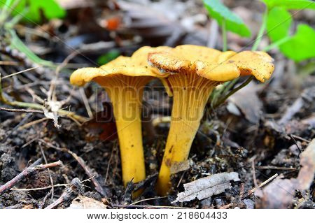 chanterelle cantharellus cibarius mushroom on the ground
