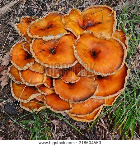 omphalotus illudens mushroom cluster detail very poisonous