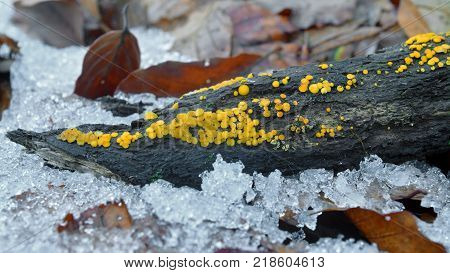 bisporella citrina fungus known as the lemon disco and yellow fairy cup