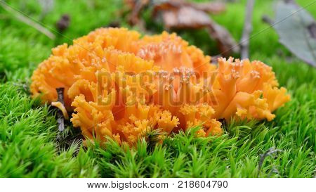 ramaria largentii coral mushroom in the forest