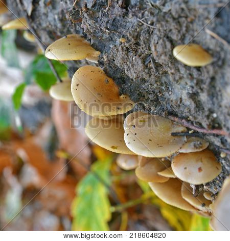 crepidotus mollis mushroom colony on a tree log