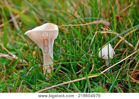 Cuphophyllus virgineus mushrooms known as the snowy waxcap