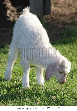 Angora agneau 2