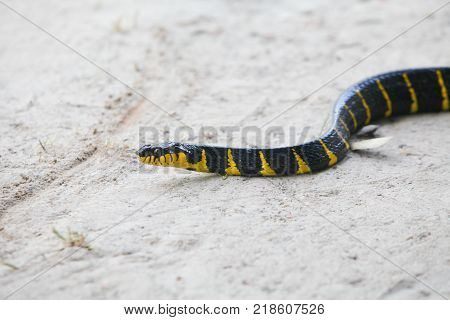 Mangrove Snake Creeping On White Sand