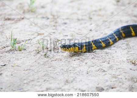Mangrove Snake Creeping On White Sand