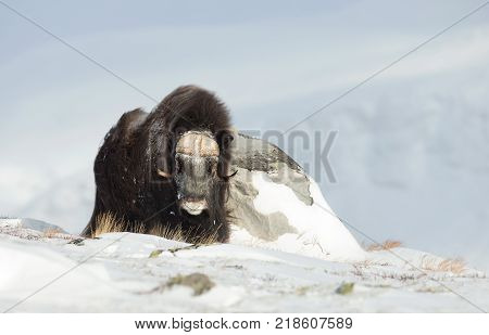 Male musk ox standing in the mountains of Dovrefjell in tough winter conditions in Norway