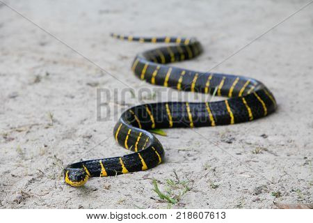 Mangrove Snake Creeping On White Sand