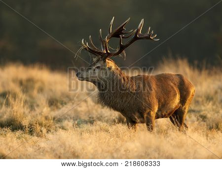 Red Deer stag with a blade of grass on antlers standing in the tall yellow grass during rutting season in autumn.