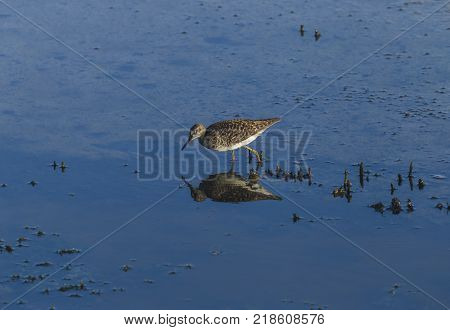 Piro piro, hypoleucos Tringa, reflecting on a pond