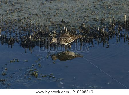 Piro piro, hypoleucos Tringa, reflecting on a pond