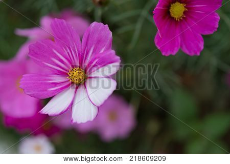 macro of beautiful daisy or Cosmos bipinnata Cav