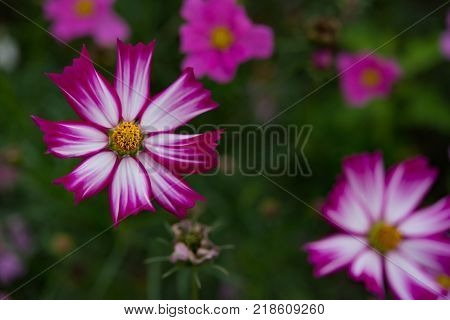 macro of beautiful daisy or Cosmos bipinnata Cav