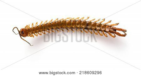 dead body of a giant size centipede on a white background