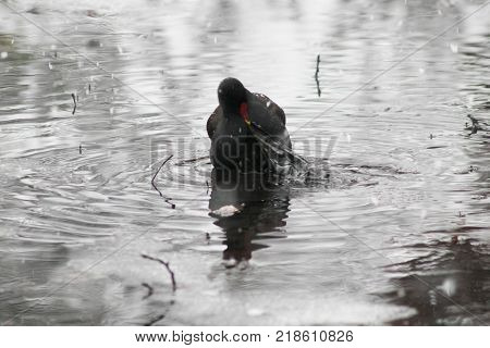 A moorhen trying to pull at a black bin bag