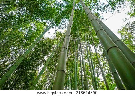 Arashiyama bamboo forest in Sagano Kyoto Japan
