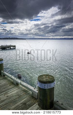 Swan and wooden pier on Rotorua lake New Zealand