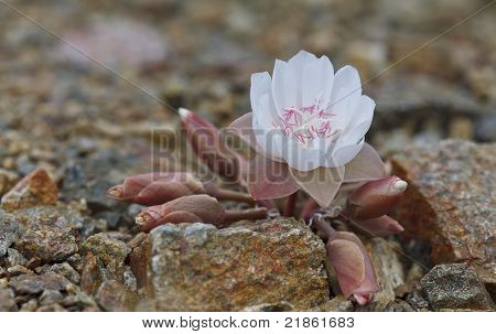 Hvid Bitterroot blomst