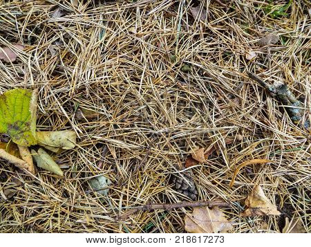 Pine needles in the forest under the pine.