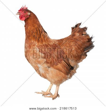 Adult brown hen isolated on white background