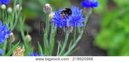 Bumblebee On A Blue Pickle In A Field