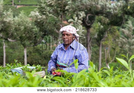 MUNNAR, INDIA - NOVEMBER 14, 2016: Tea picker woman working in tea plantation in Munnar Kerala South India. Only uppermost leaves are collected and workers collect daily up to 30 kilos of leaves.