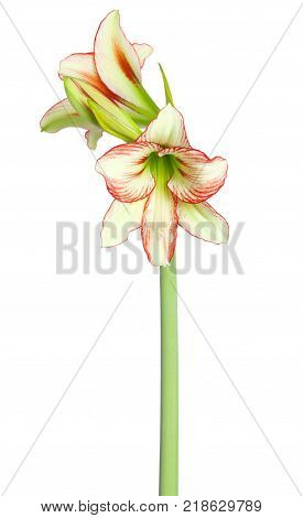 Amaryllis Hippeastrum sonatini Viridi Rascal, or Ratatouille isolated on the white background