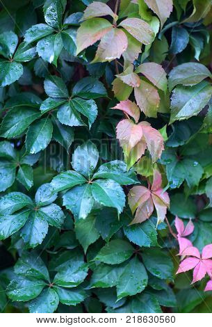 Parthenocissus quinquefolia close up background. Known as Virginia creeper Victoria creeper five-leaved ivy or five-finger is a species of flowering plant in the grape family Vitaceae