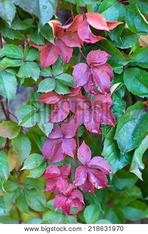 Parthenocissus quinquefolia close up background. Known as Virginia creeper Victoria creeper five-leaved ivy or five-finger is a species of flowering plant in the grape family Vitaceae