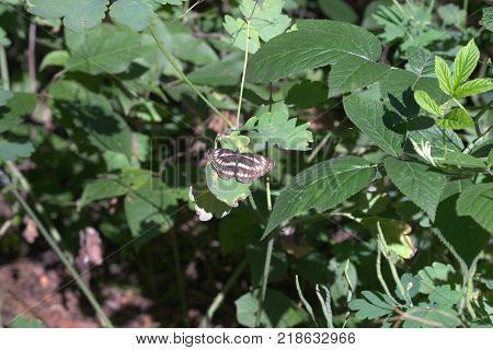 common glider. Butterfly with variegated striped wings in living nature