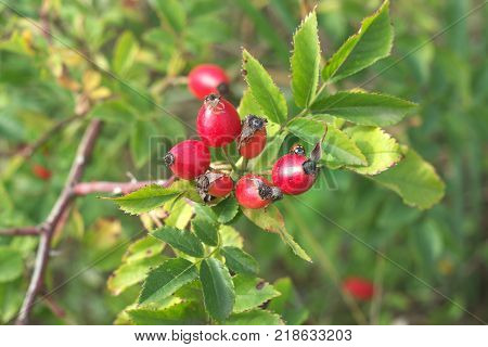 little ladybug on bunch of red briar berries