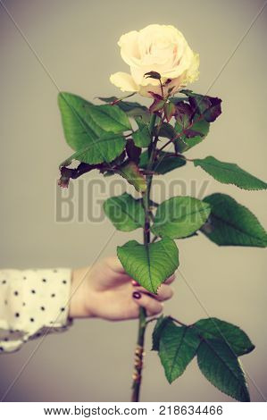 International women or mother day. Female hands holding white rose flower. Toned image