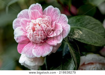 Pink Camellia japonica  L. Duchesse Decazes Theaceae