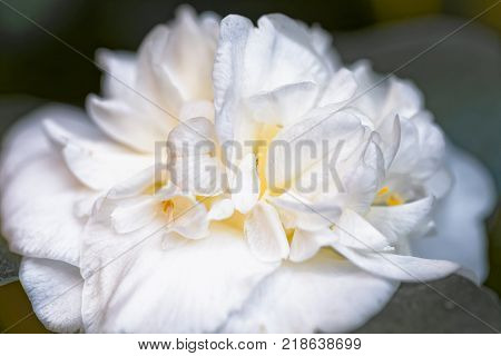 White camellia - Camellia japonica L. 'Noblissima' Theaceae