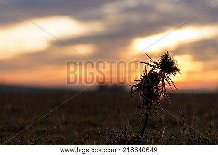 Beautiful sunrise with thistle flowers in foreground.