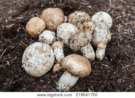 Champignon growing in the forest. Forest mushroom Agaricus macrosporus growing group in the forest.