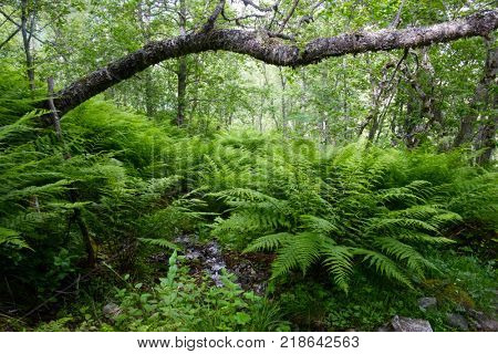 Lush norvegian forest with ferns bush. Landscape photography, Norway, Europe