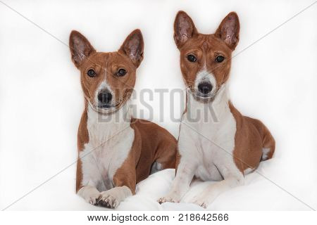 red-haired, African non-fading dog basenji on a white background chinese new year 2018