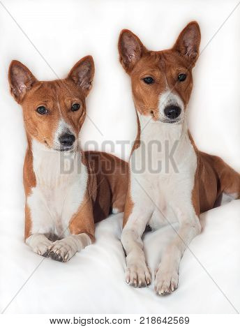 red-haired, African non-fading dog basenji on a white background chinese new year 2018