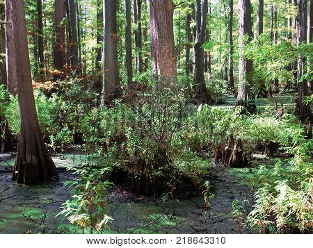 Cypress tupelo swamp at Heron Pond Little Black Slough Nature Preserve in southern Illinois