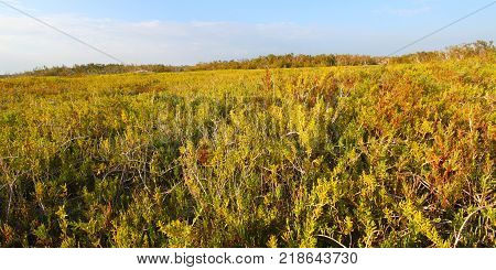 View of the Everglades National Park from the Coastal Prairie Trail