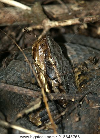 Cottonmouth (Agkistrodon piscivorus) in a natural area of southern Illinois