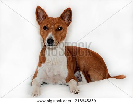 red-haired, African non-fading dog basenji on a white background chinese new year 2018