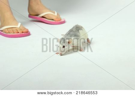 Female legs and Rat on the floor. Cute Little Rat on The Floor. Zoophobia, Pets, Rodents Concept.Rat Scare.