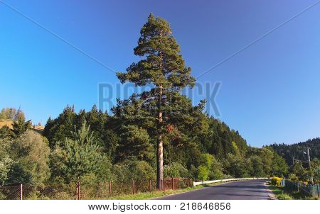 View of the rural path and pole at forest in the autumn day