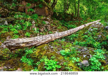 Road going through beautiful forest with mossy trunks and roots of giant spuces and pines and lush fern folliage in front