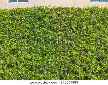 Ficus annulata bush wall near the road