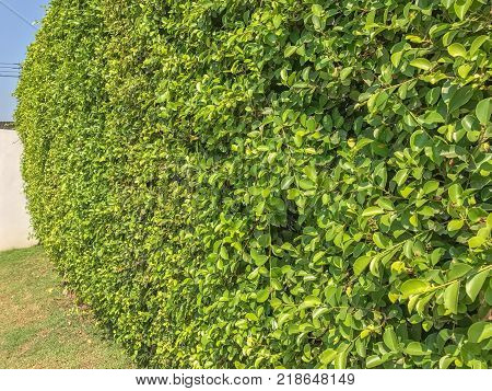 Ficus annulata bush wall near the road