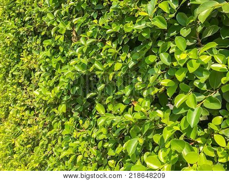 Ficus annulata bush wall near the road
